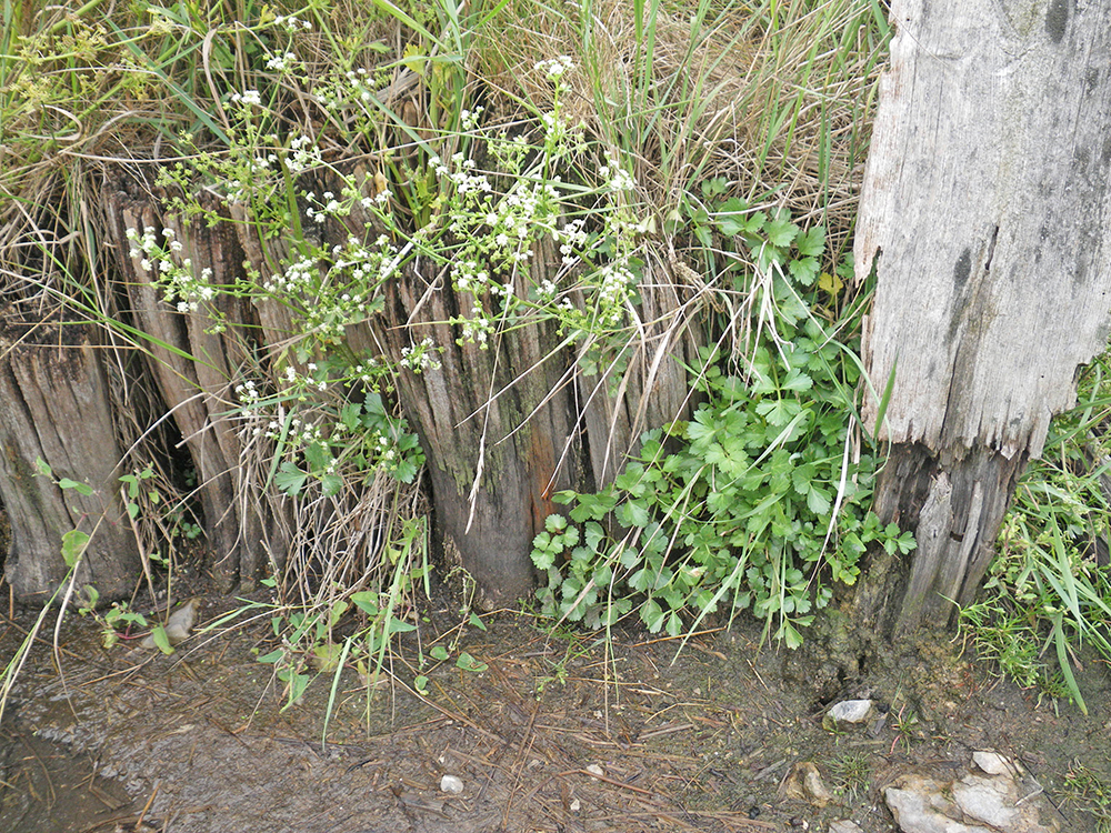Apium graveolens subsp. graveolens-Meyer-Spethmann